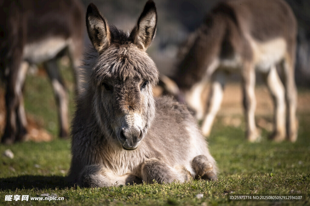 草地上休憩的可爱小毛驴