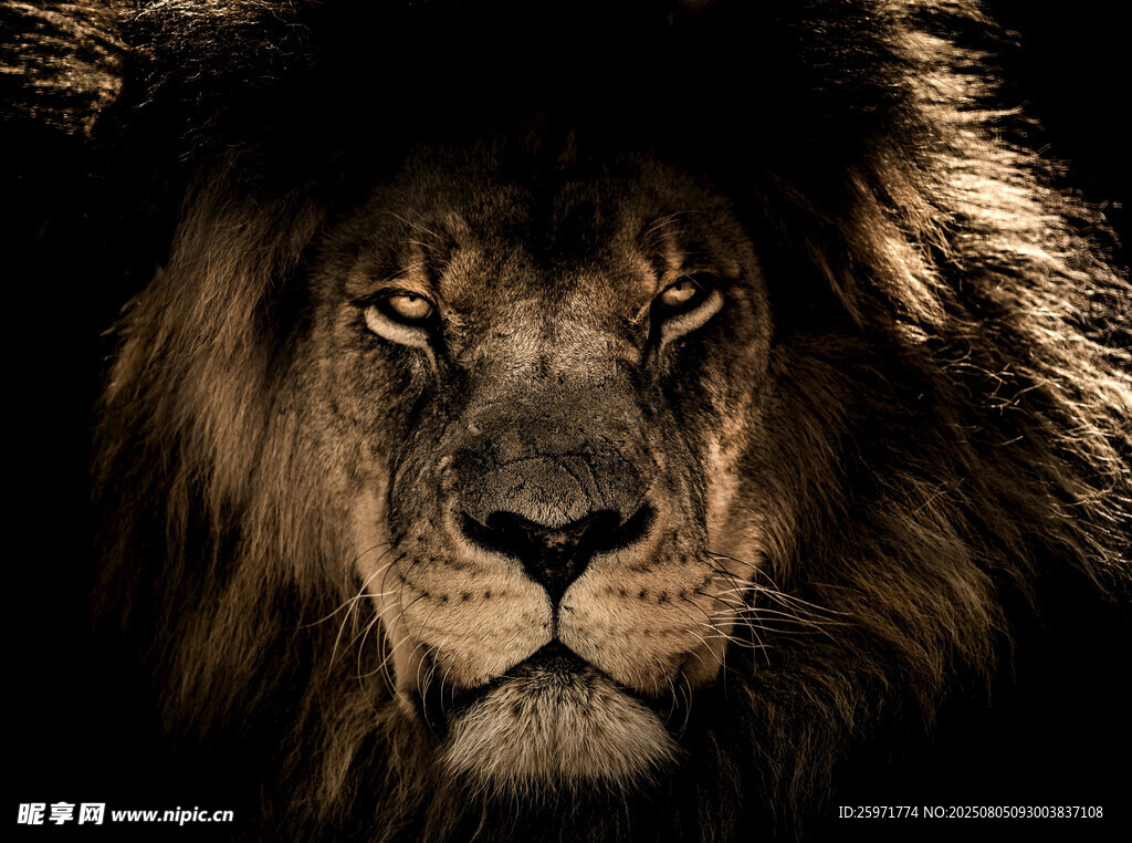 威严雄狮特写