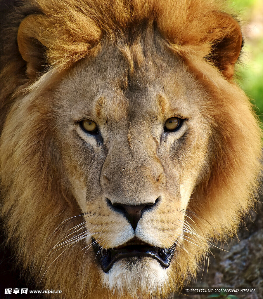 威严雄狮特写