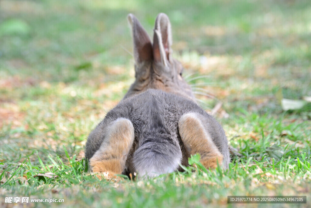 草地上的可爱兔子背影