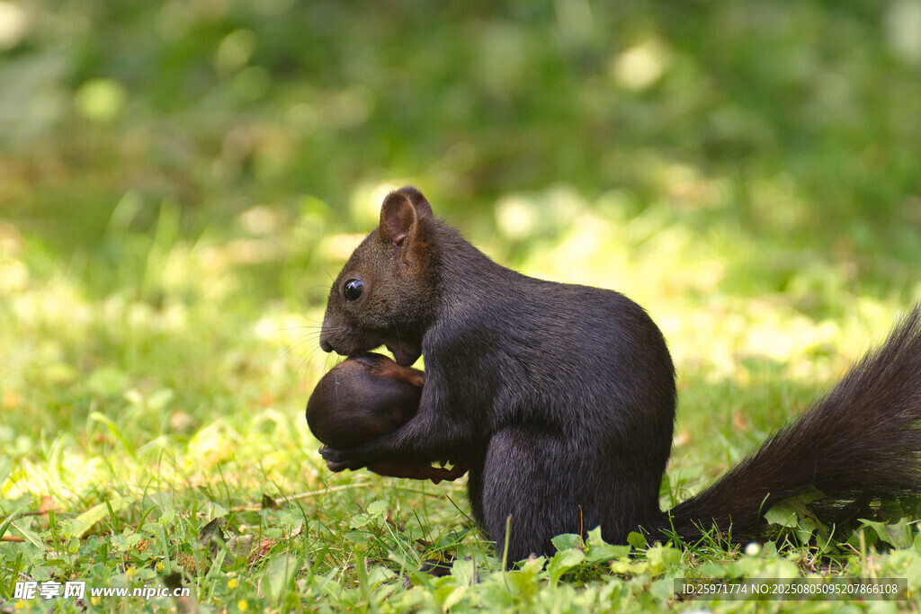 黑松鼠草地进食瞬间