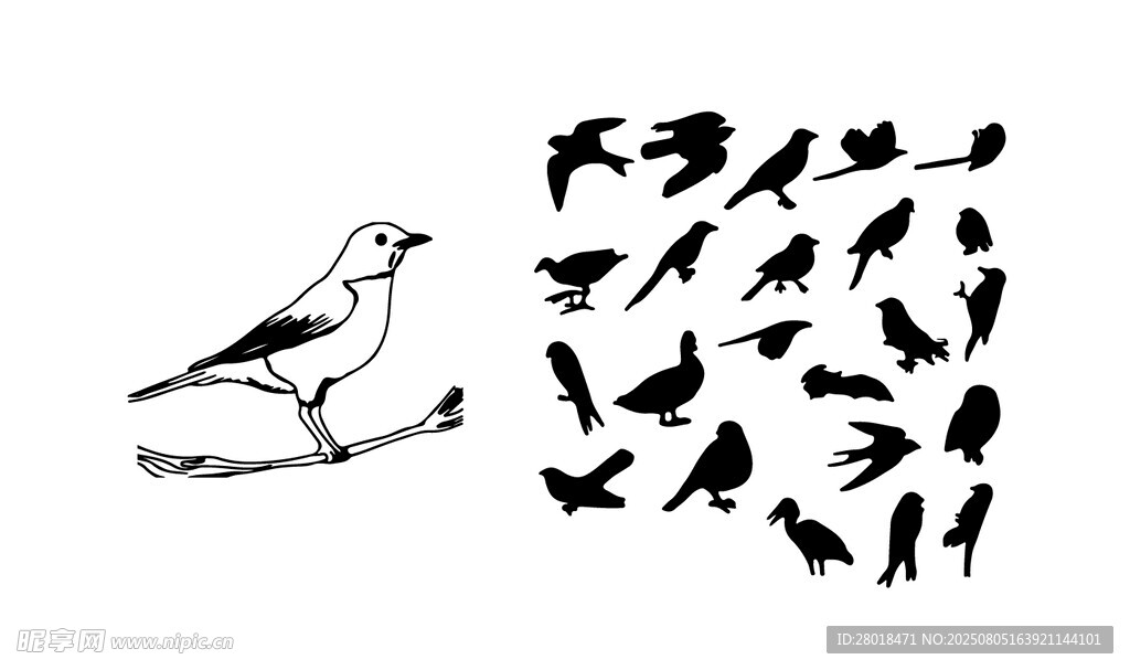 单鸟与群鸟的独特画面