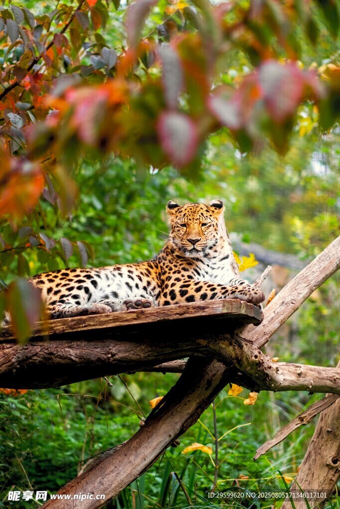 树枝上休憩的优雅花豹