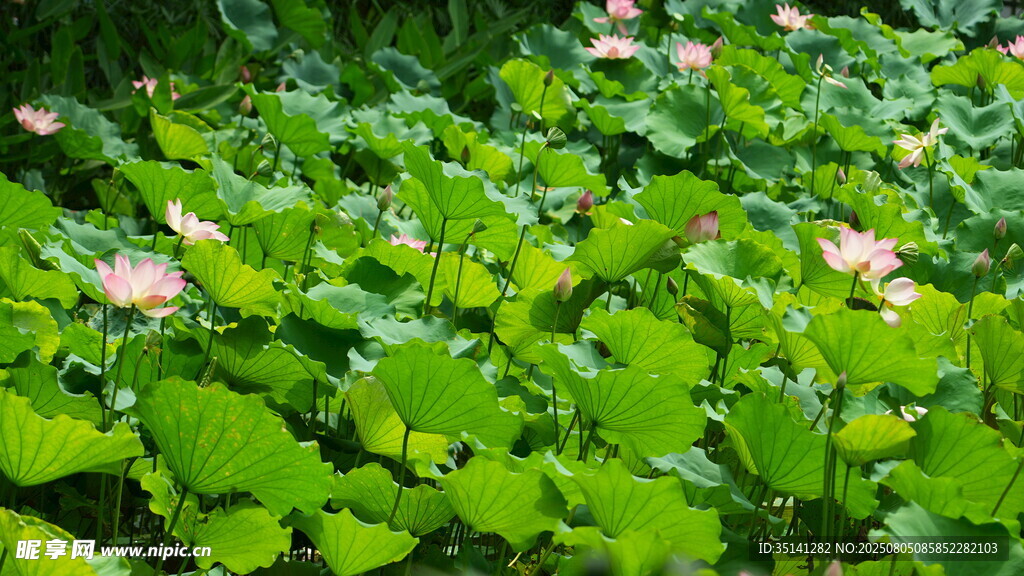 荷塘中的粉嫩荷花与绿叶