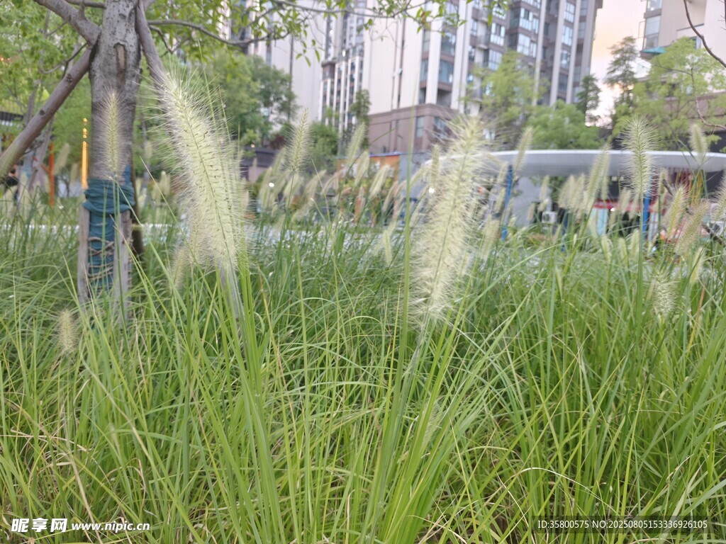 城市中摇曳的翠绿狗尾草