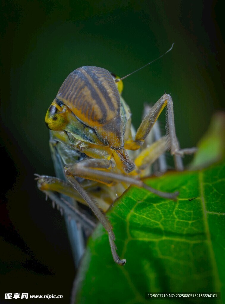 微距下的条纹昆虫特写