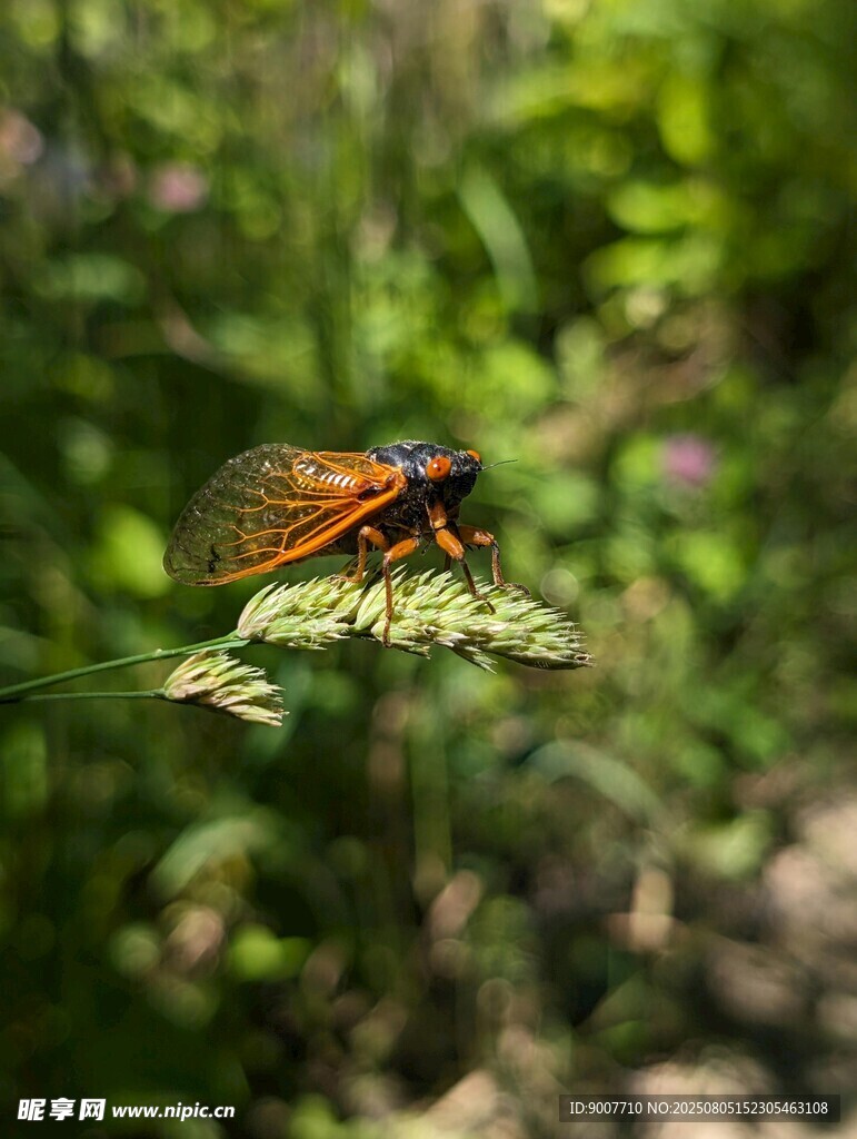 绿叶上的多彩昆虫