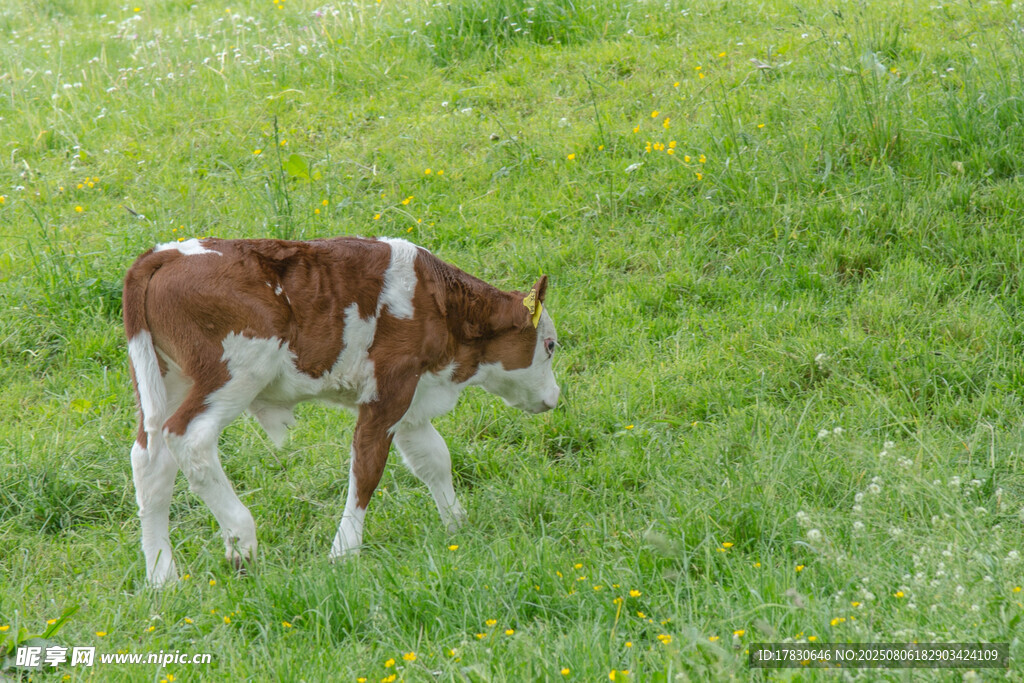 草地上的小牛