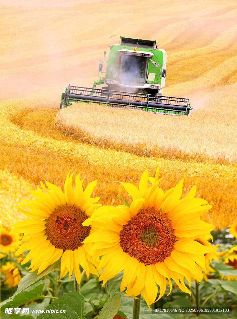 麦田中的向日葵与收割机