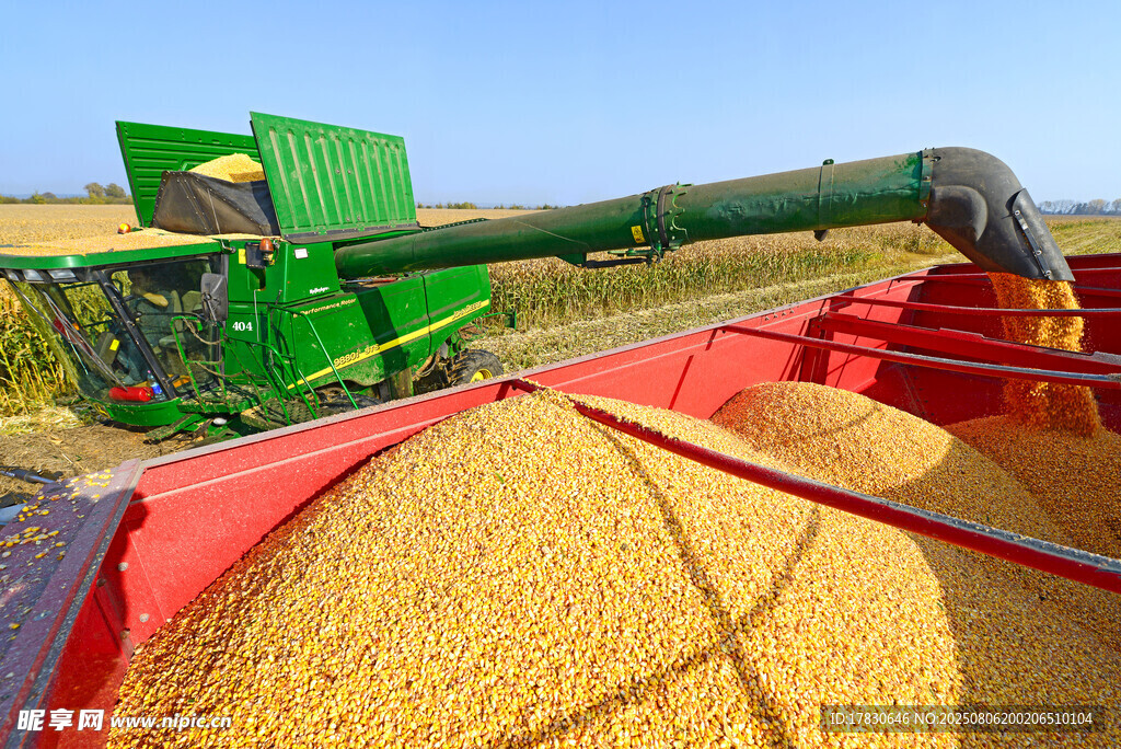 谷物收割现场的繁忙景象