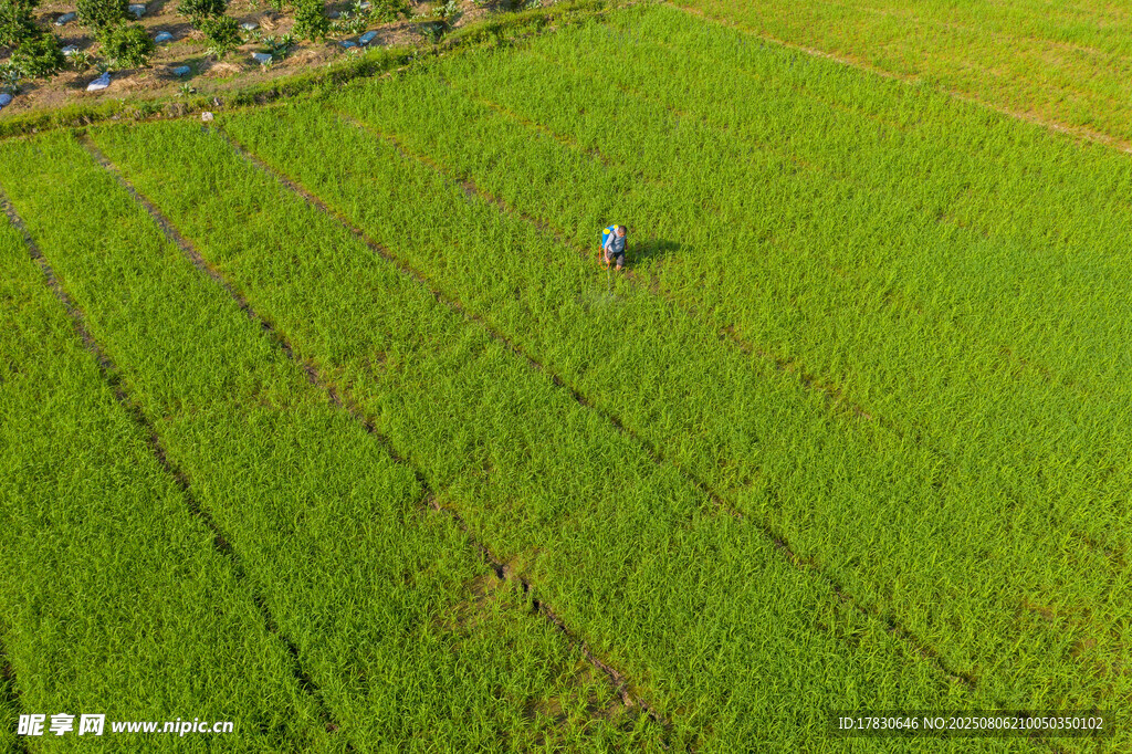 空中俯瞰绿意盎然的稻田