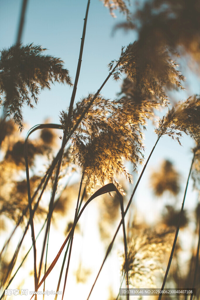 夕阳下的芦苇美景