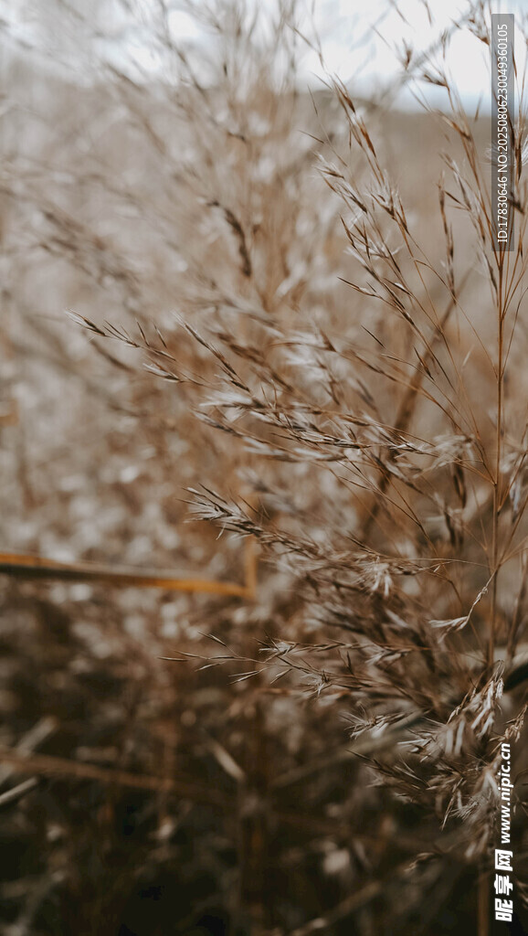 冬日干枯植物特写