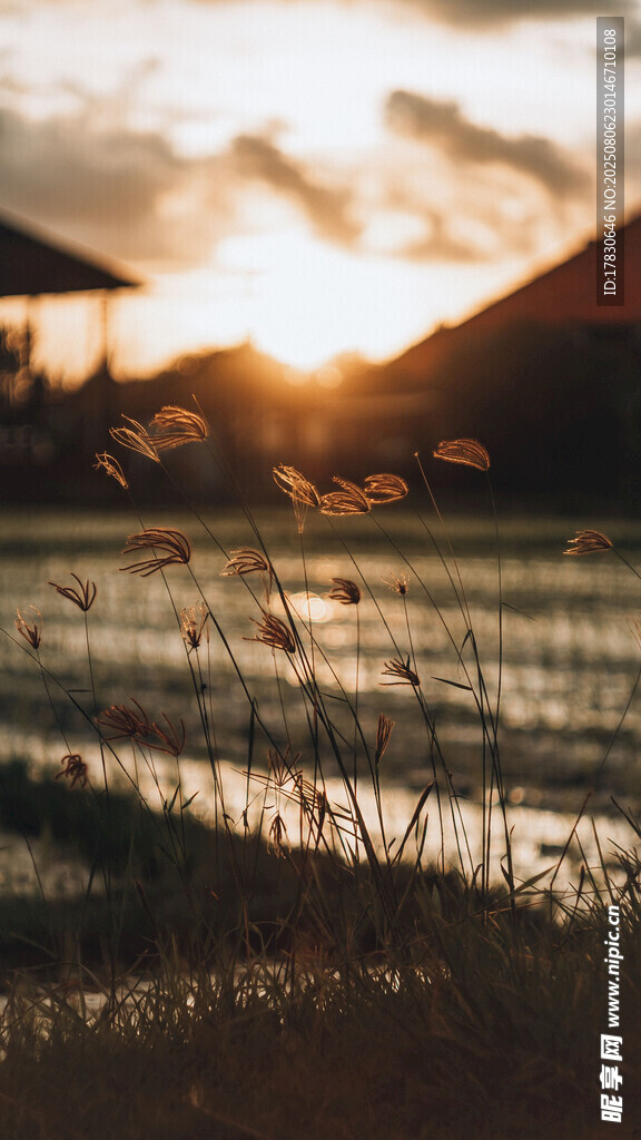 夕阳下的稻田美景