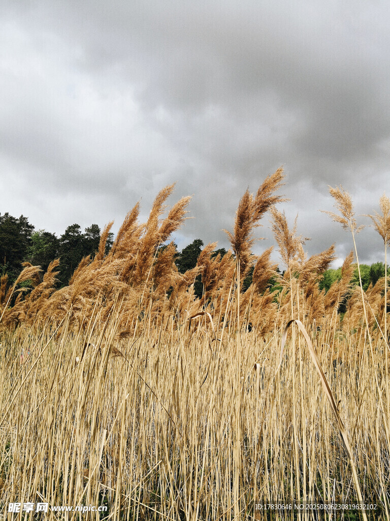 风中摇曳的金黄芦苇丛