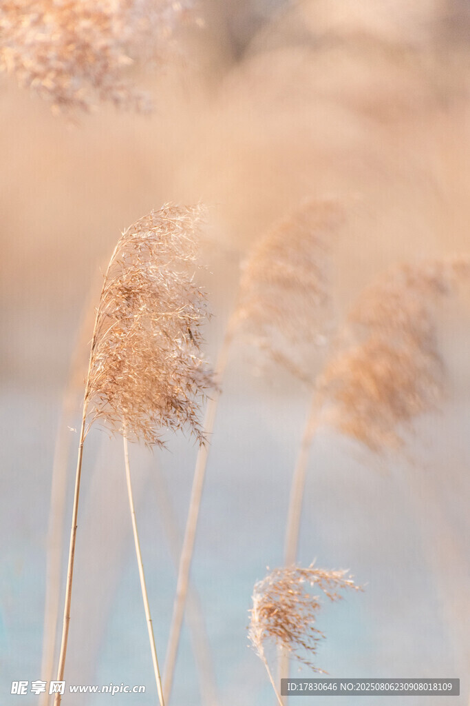 风中摇曳的金色芦苇