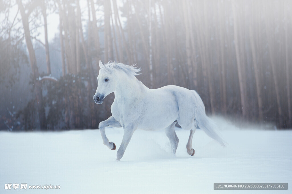 雪地中奔腾的白色骏马