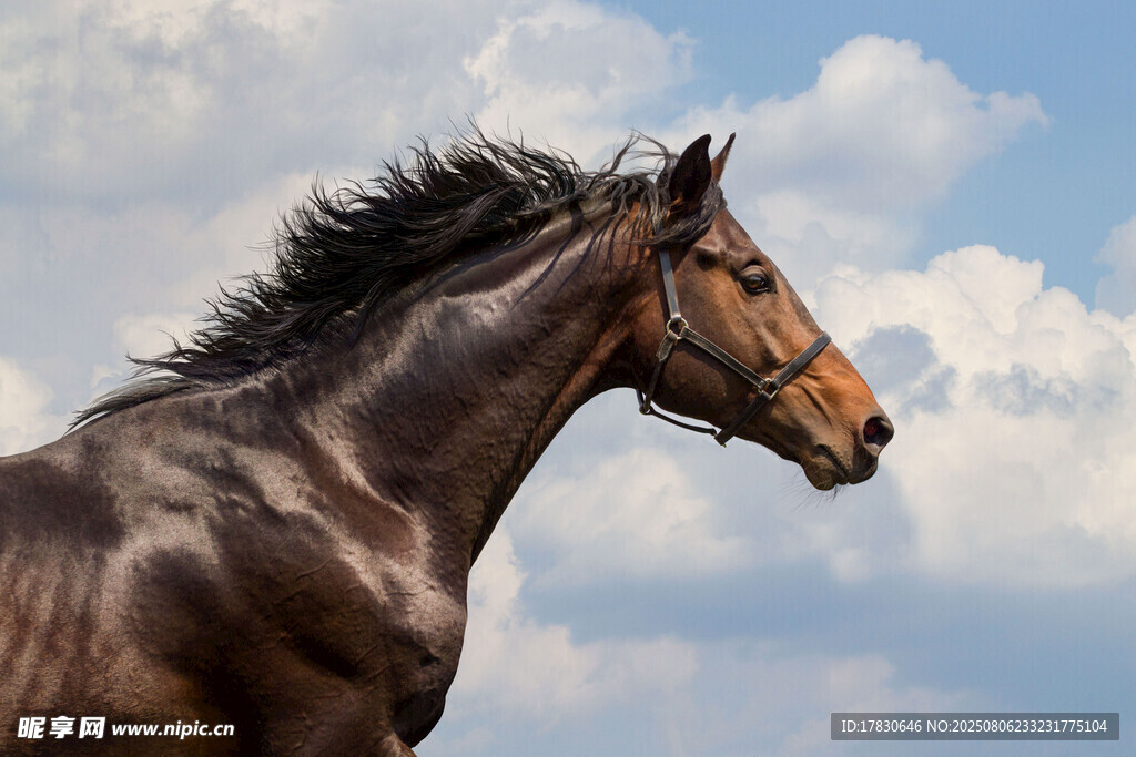 骏马昂首于蓝天白云下