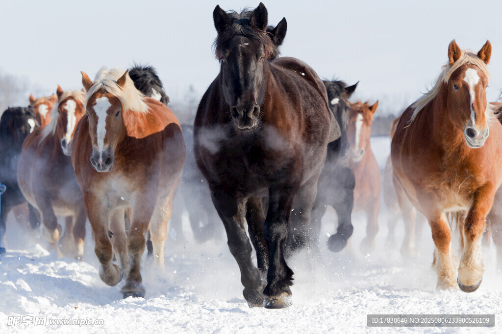 雪地中奔腾的骏马群
