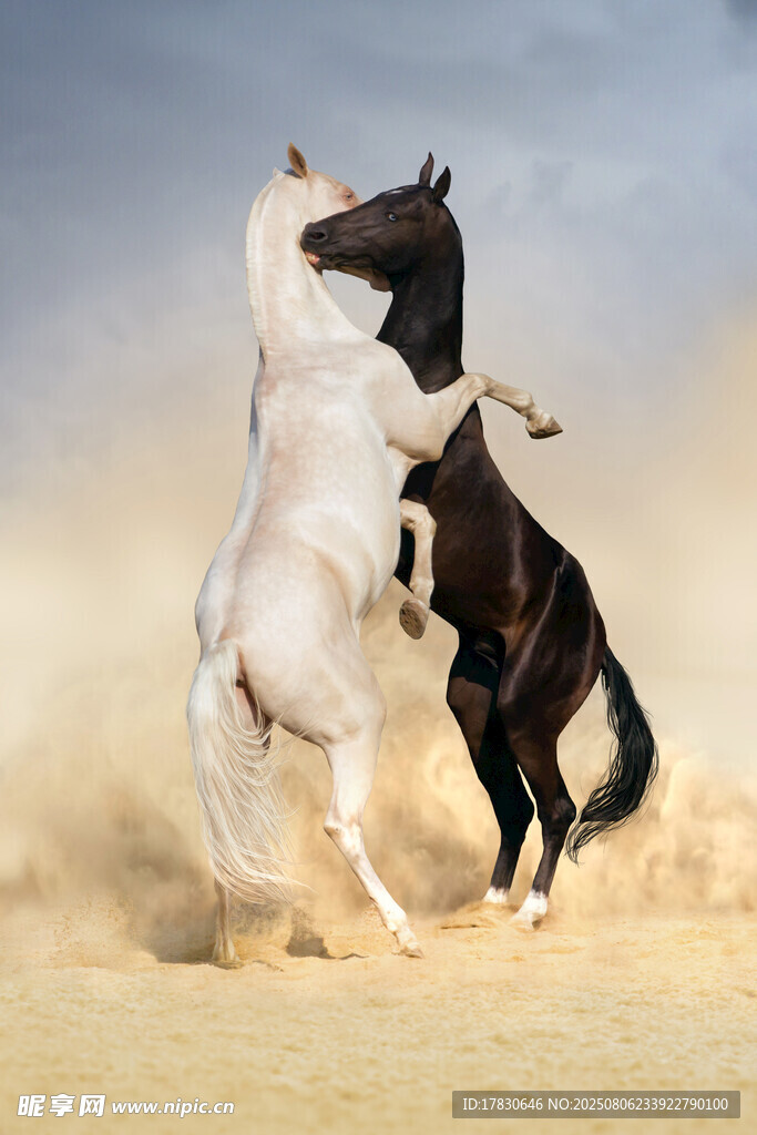 两匹马沙地对峙