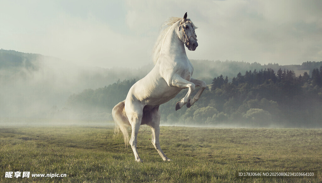 草原上优雅站立的白马