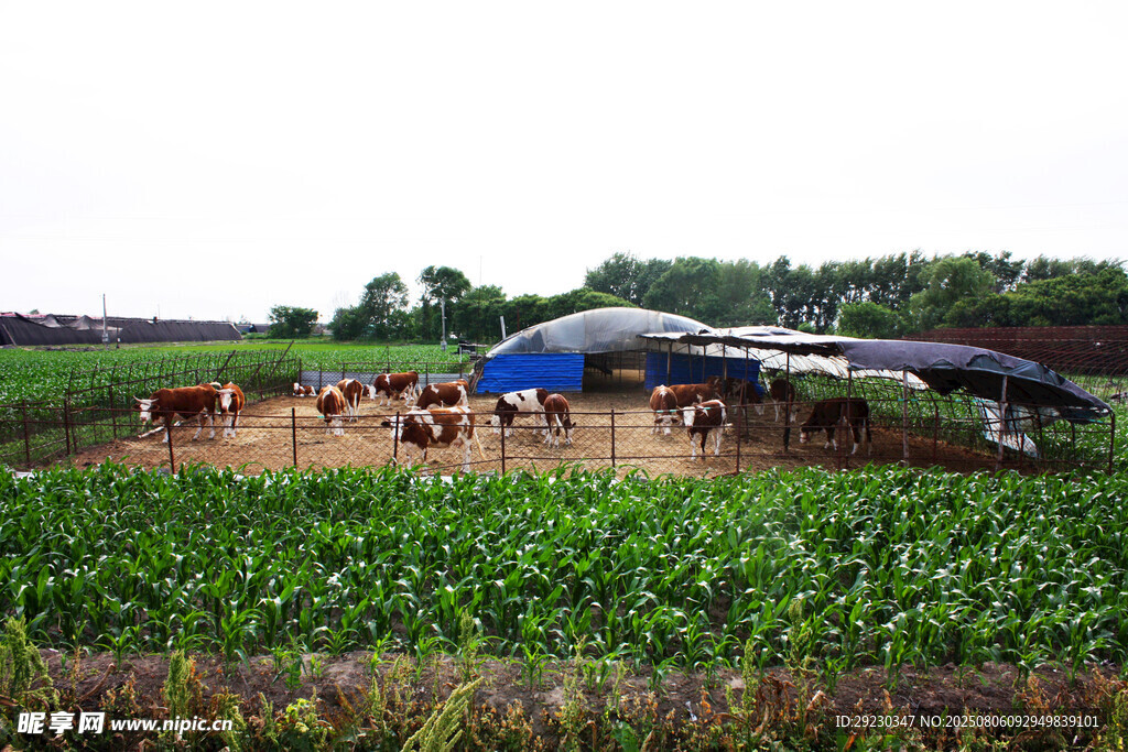 田园小型养牛场场景