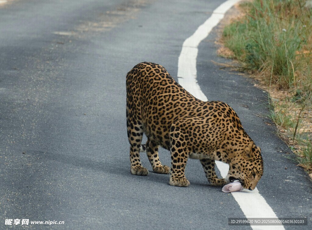公路上的猎豹