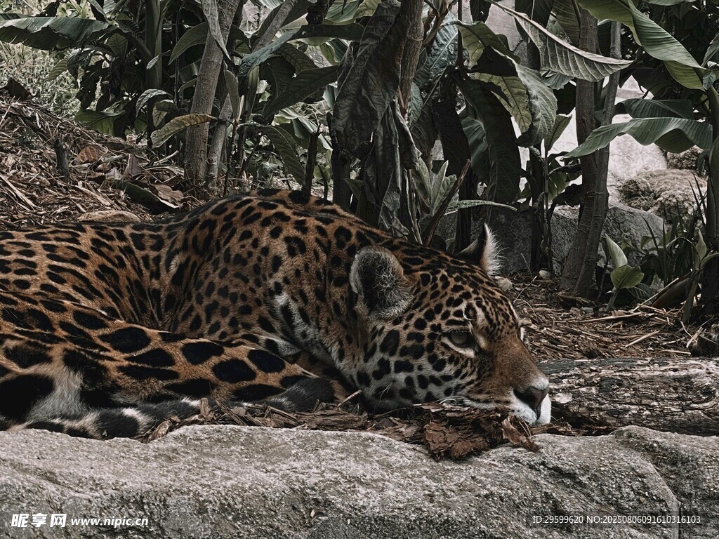 趴在石上的美洲豹