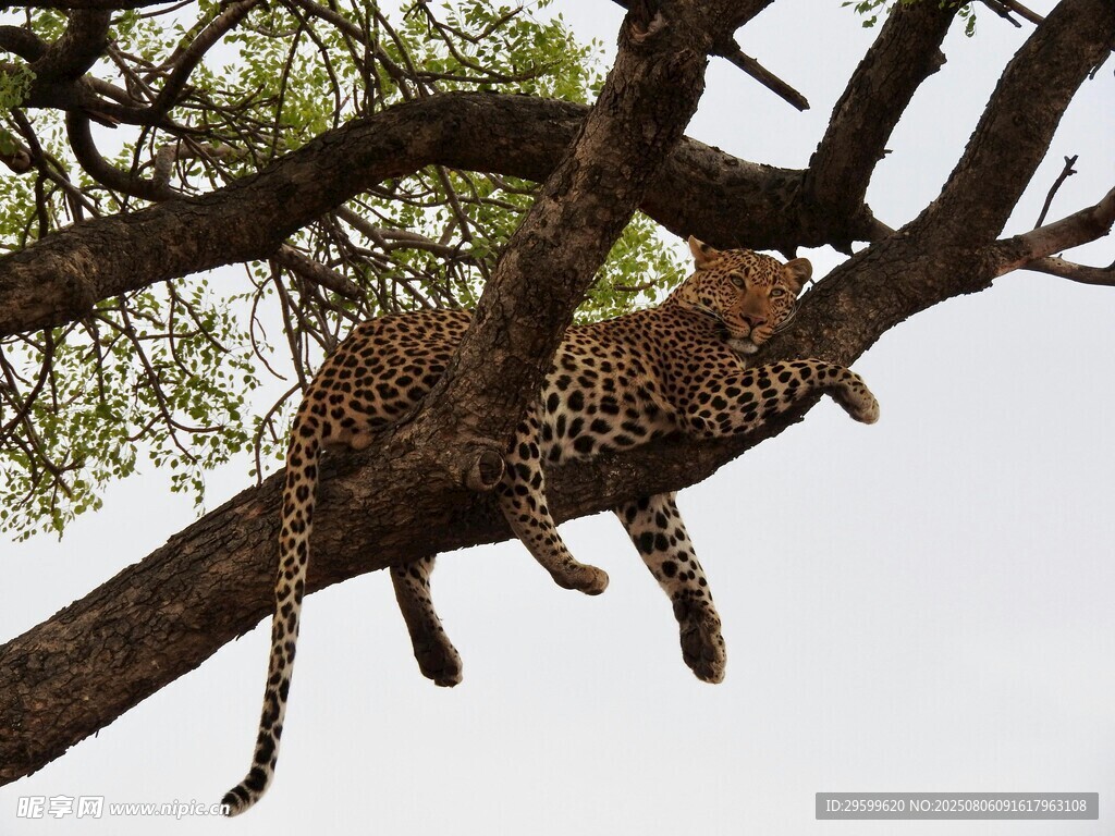 树枝上休憩的花豹