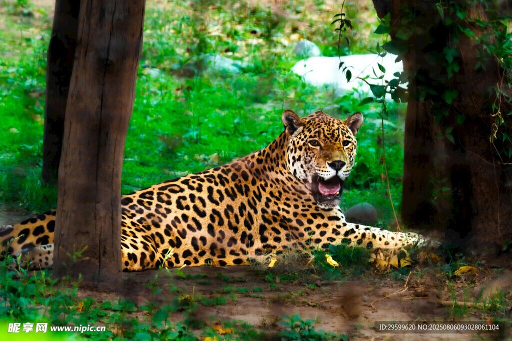 丛林中休憩的花豹