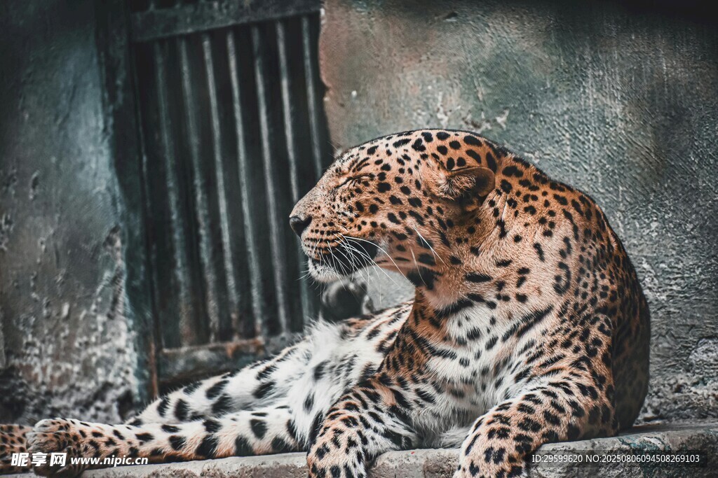 笼中猎豹舔舐毛发