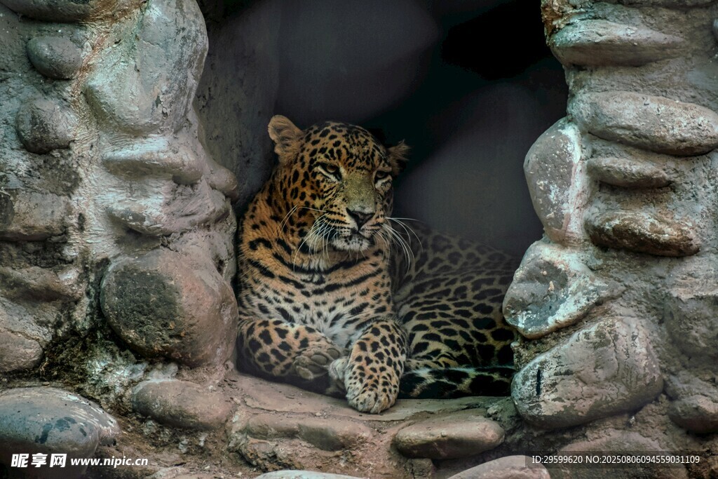 石洞中休憩的花豹