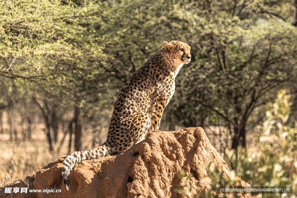 猎豹栖息于野外土堆之上