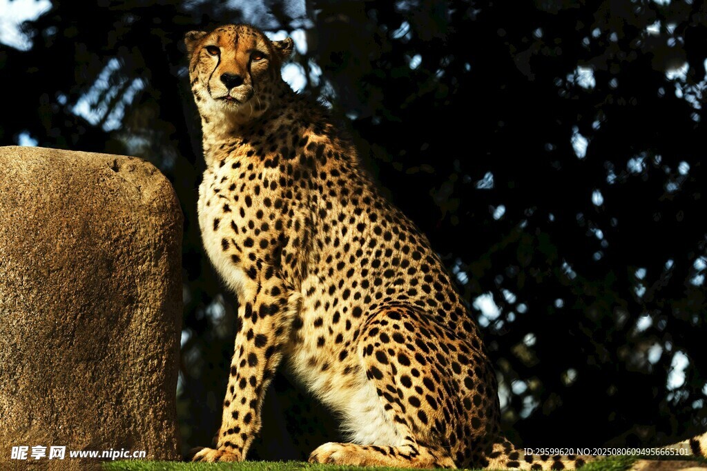 猎豹静立在石旁