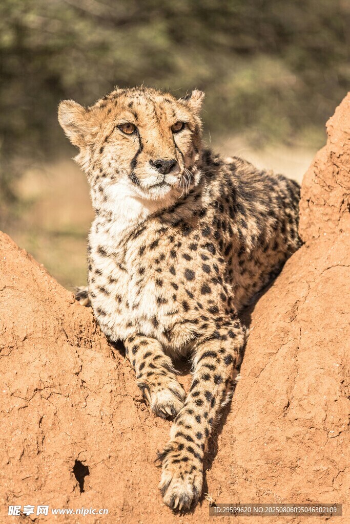 猎豹休憩于土堆之上
