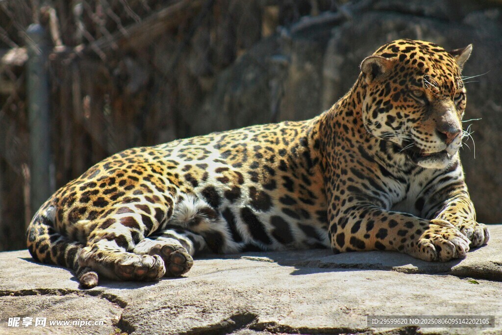岩石上休憩的花豹