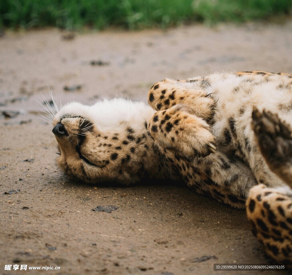 趴着休息的斑点猎豹