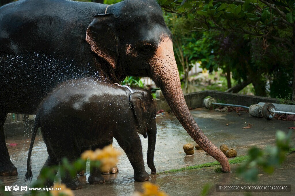 大象母子戏水场景