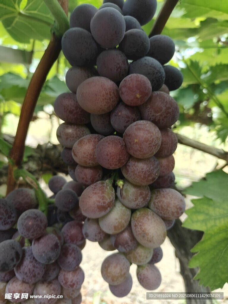 葡萄