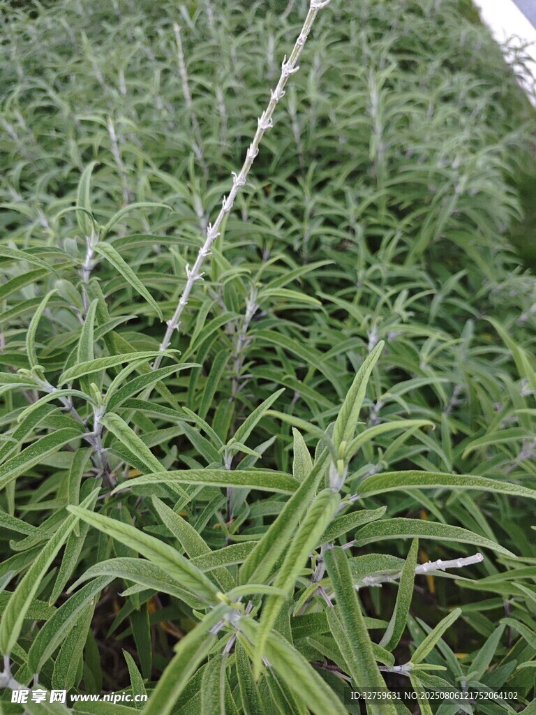 葱郁萱草植物特写