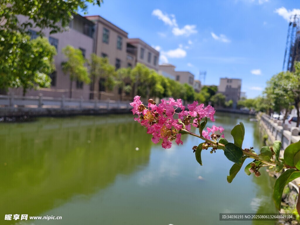 河畔繁花映绿水