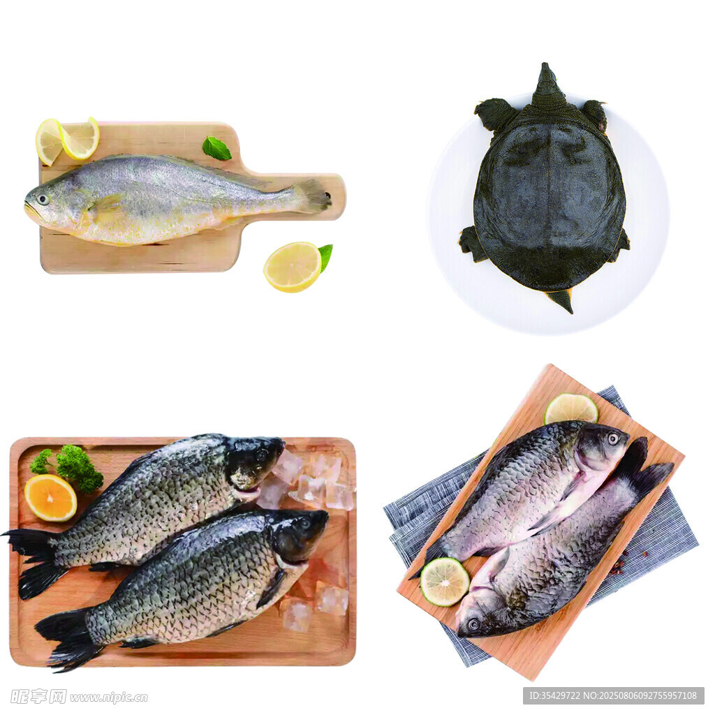 多样鲜鱼与甲鱼展示