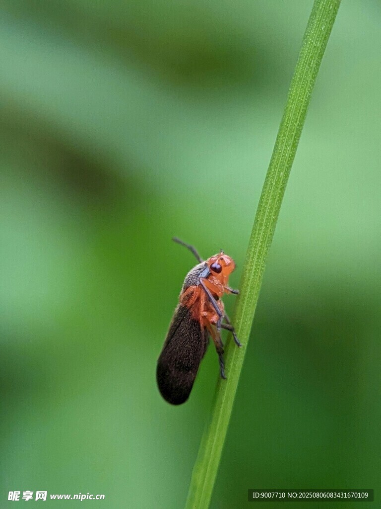 绿叶上的红黑相间小昆虫
