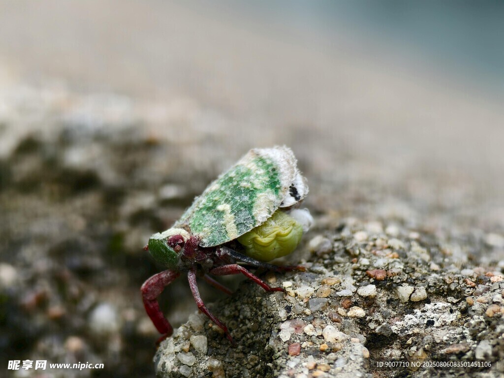 岩石上的多彩昆虫