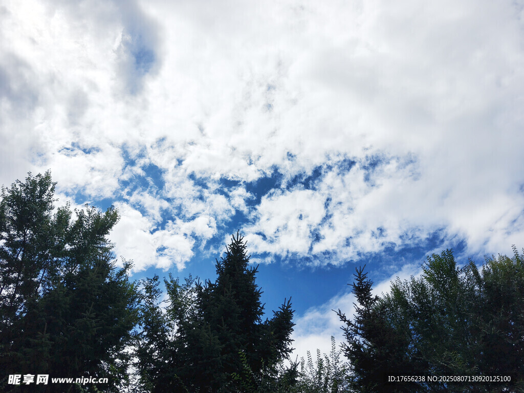 蓝天白云下的茂密树林