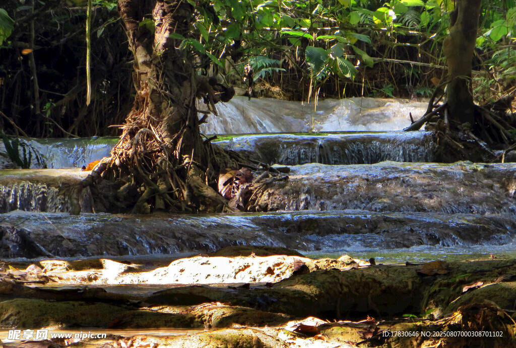 丛林中潺潺流水的自然美景