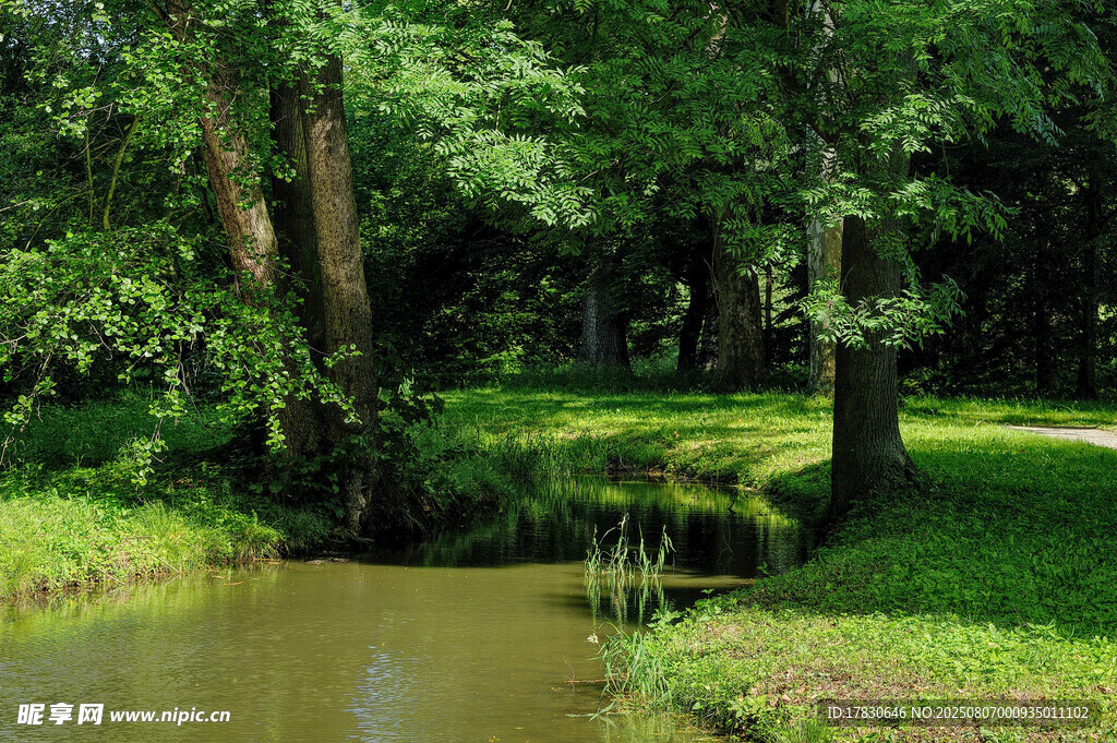 林间静谧小池塘