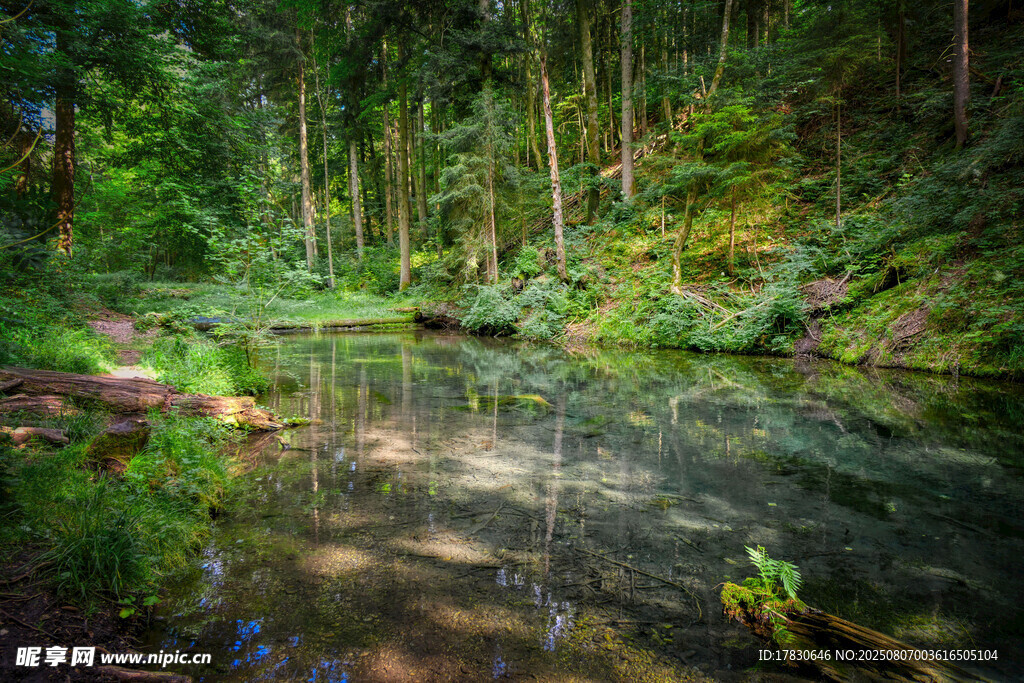 森林中的清澈溪流