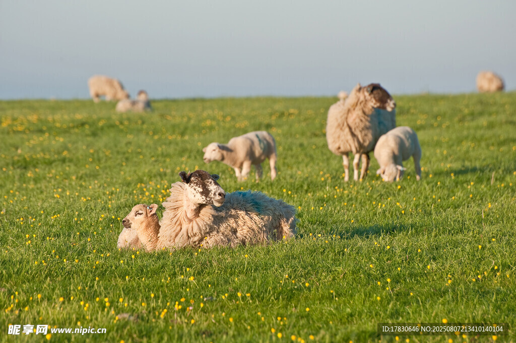 草原上悠闲的羊群
