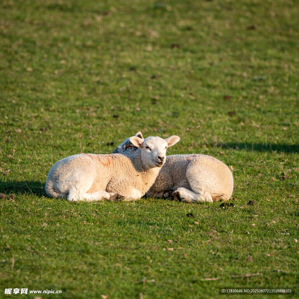 草地上依偎的两只小羊羔